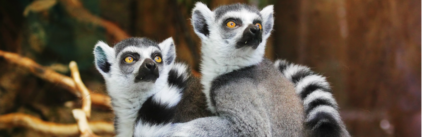 Zookeepers Share The Cutest Things They’ve Ever Seen Animals Do At The Zoo